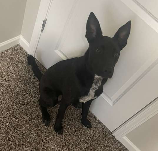 Photo of Moose
