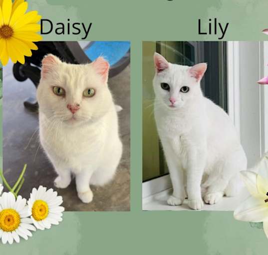 Photo of Daisy