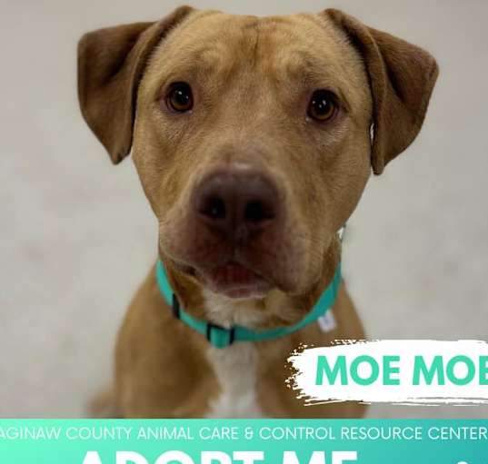 Photo of MOE MOE