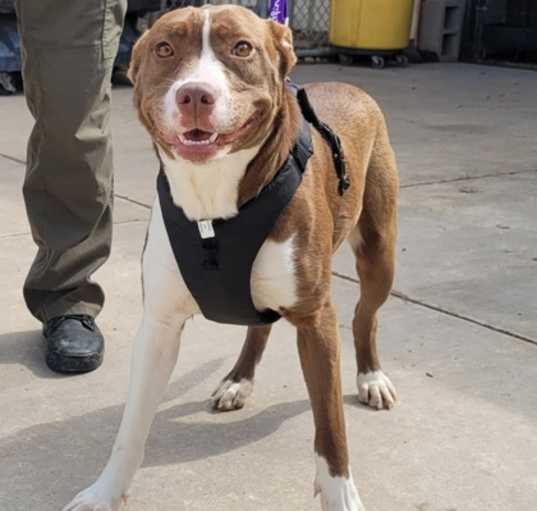 Photo of Brandy