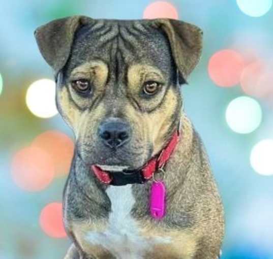 Photo of Petunia