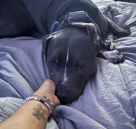Photo of King