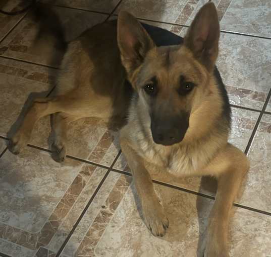 Photo of Violet