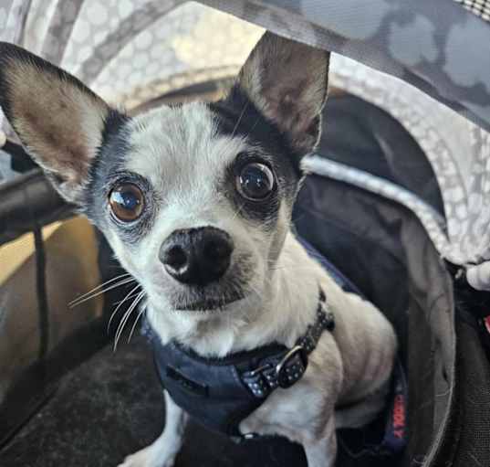 Photo of Poco