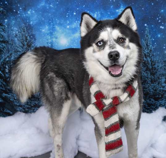 Photo of Max