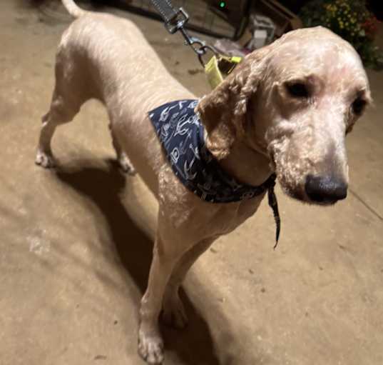Photo of Dudley