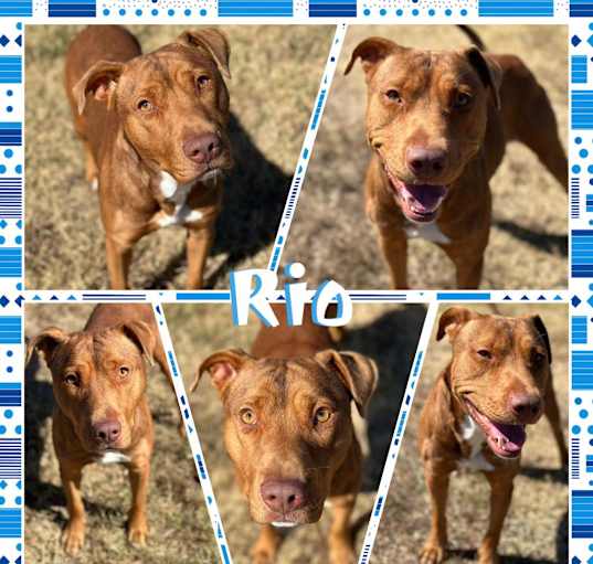 Photo of Rio