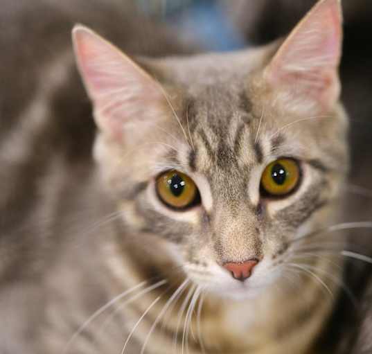 Photo of Mattie