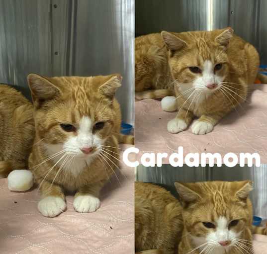 Photo of Cardamon