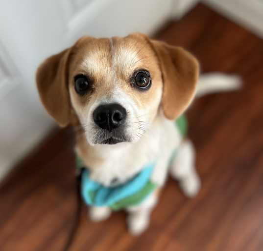 Photo of Solo