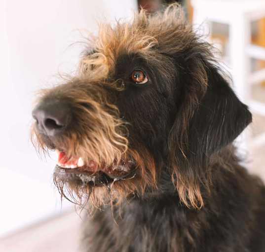 Photo of Myrlin