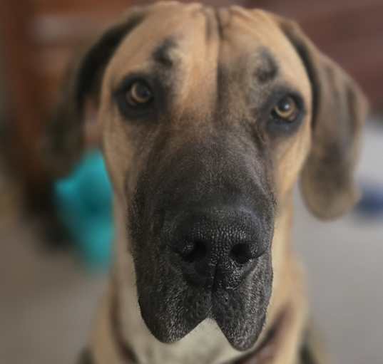 Photo of Remi