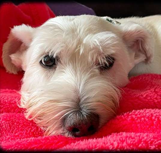 Photo of Jingles