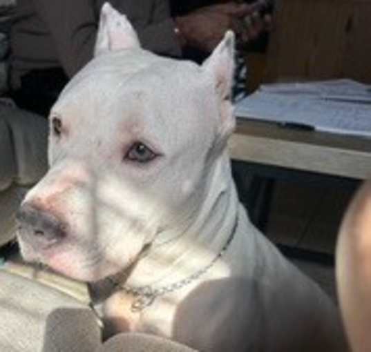 Photo of ROCKY