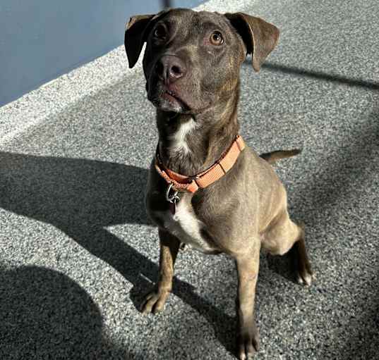 Photo of Blu