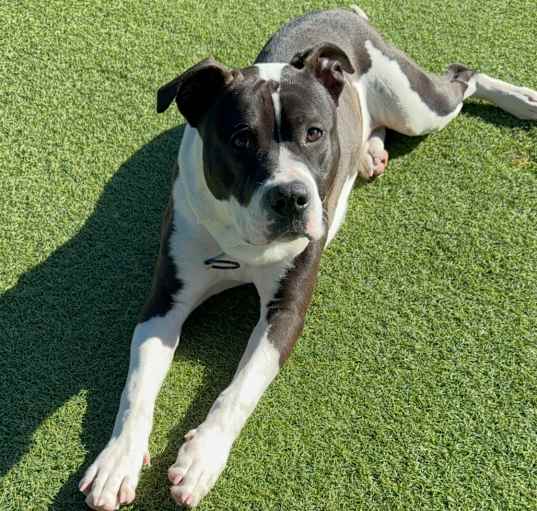 Photo of Lucky A2175625