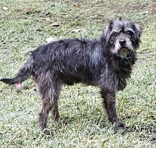 Photo of Huxley