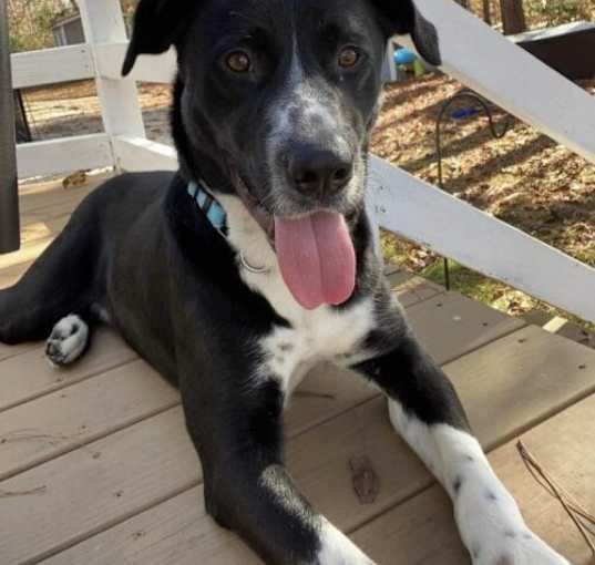 Photo of Oreo