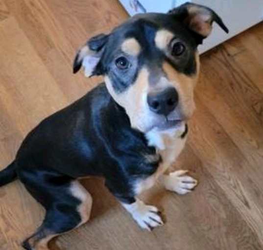 Photo of Tucker