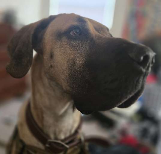Photo of Remi
