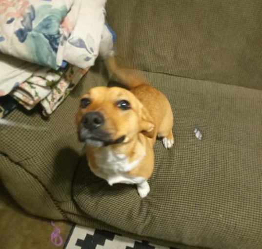 Photo of BROWNIE
