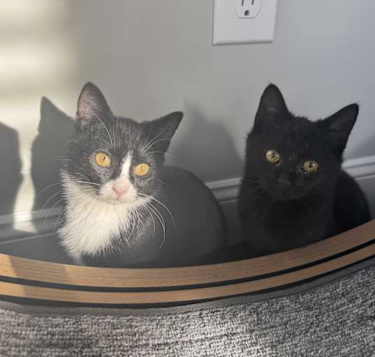 Photo of DOMINO & CHECKERS