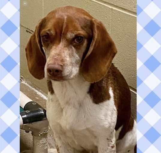 Photo of SNOOPY