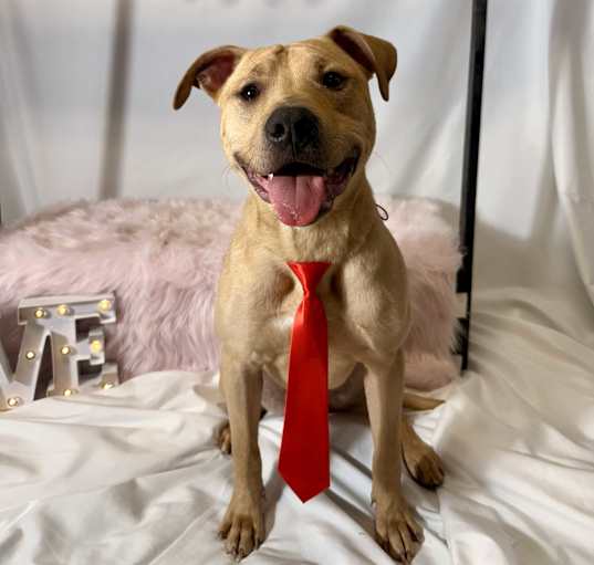 Photo of Dobby