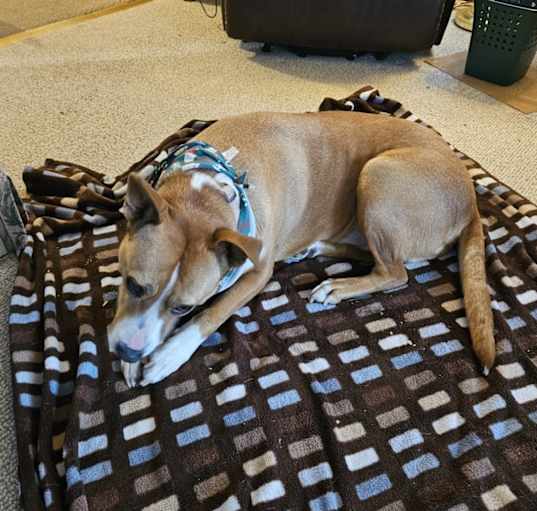 Photo of Buddy