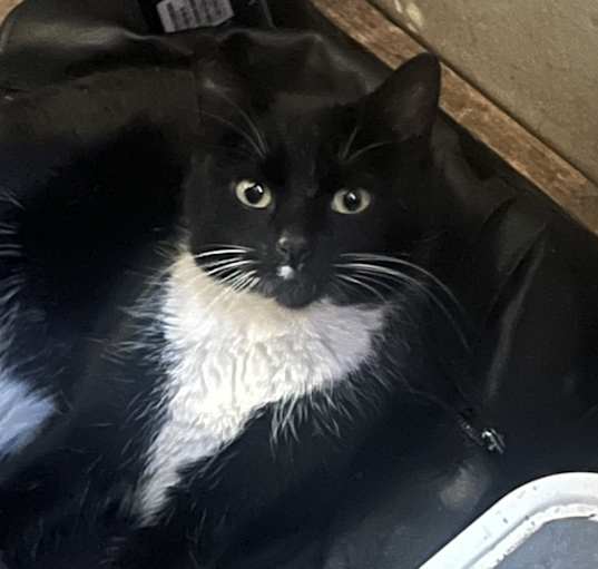 Photo of Spot