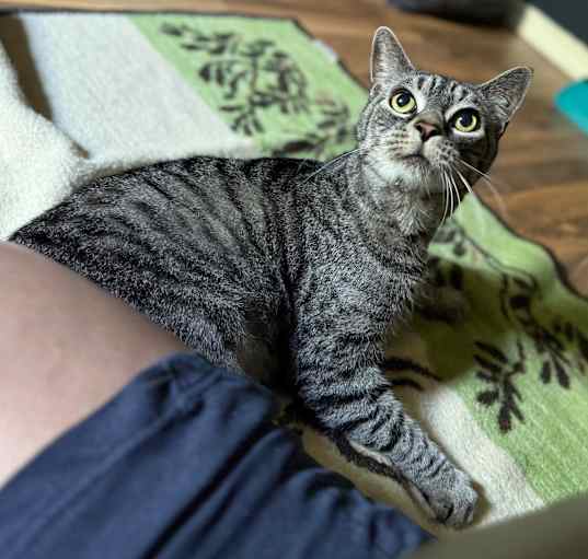 Photo of Shad