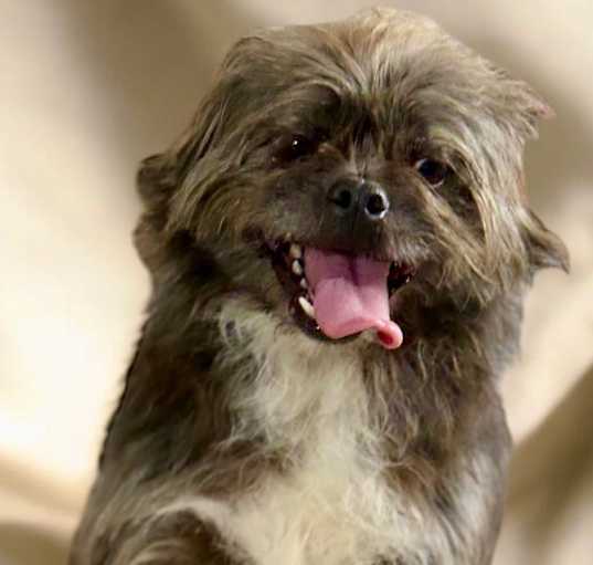 Photo of Rosey (bonded with Red)