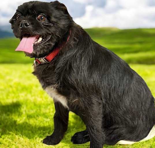 Photo of Red (bonded with Rosey)