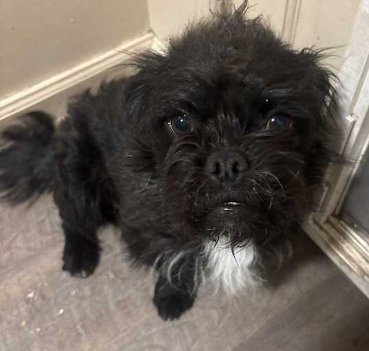 Photo of Peanut