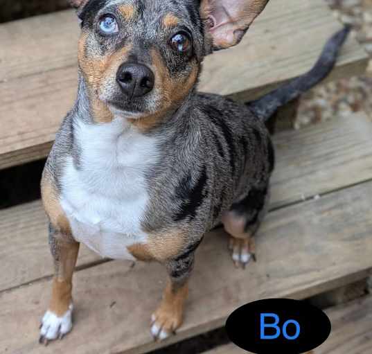 Photo of BO
