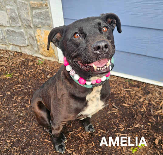 Photo of Amelia