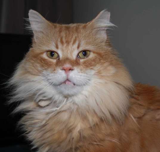 Photo of Leo