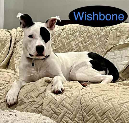 Photo of WISHBONE