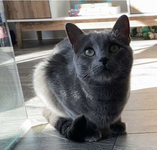 Photo of Binx