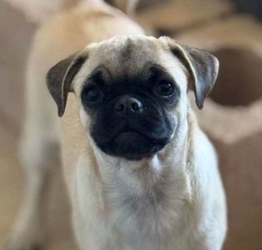 Photo of Oscar