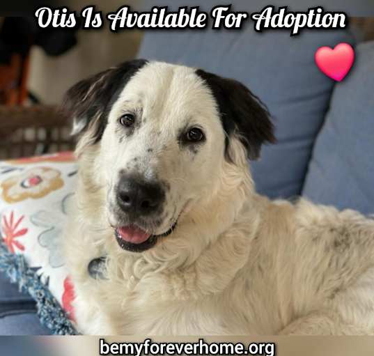 Photo of Otis