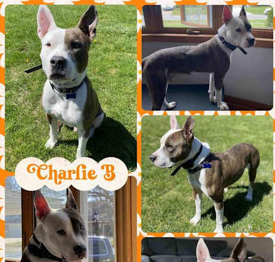 Photo of Charlie B