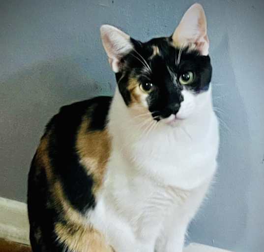 Photo of Angelica