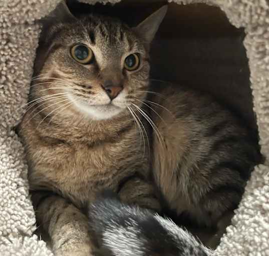 Photo of Almond