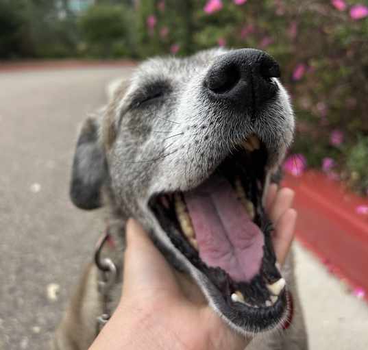 Photo of Josie