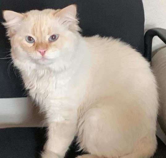 Photo of Snowball
