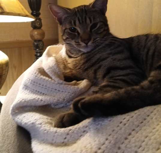 Photo of Tiger lilly (nickname) Kiki