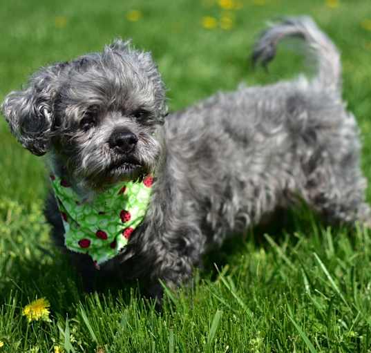 Photo of Yoshi