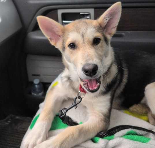Photo of Whiskey