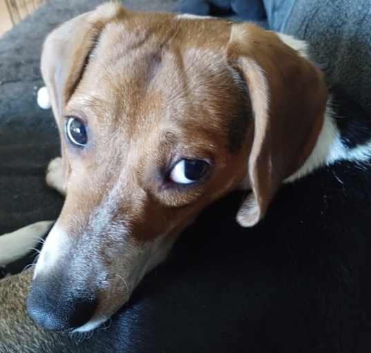 Photo of Violet